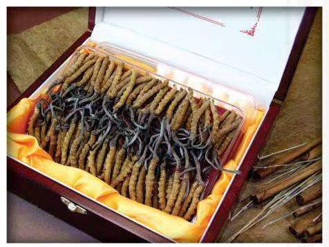 西夏冬虫夏草回收